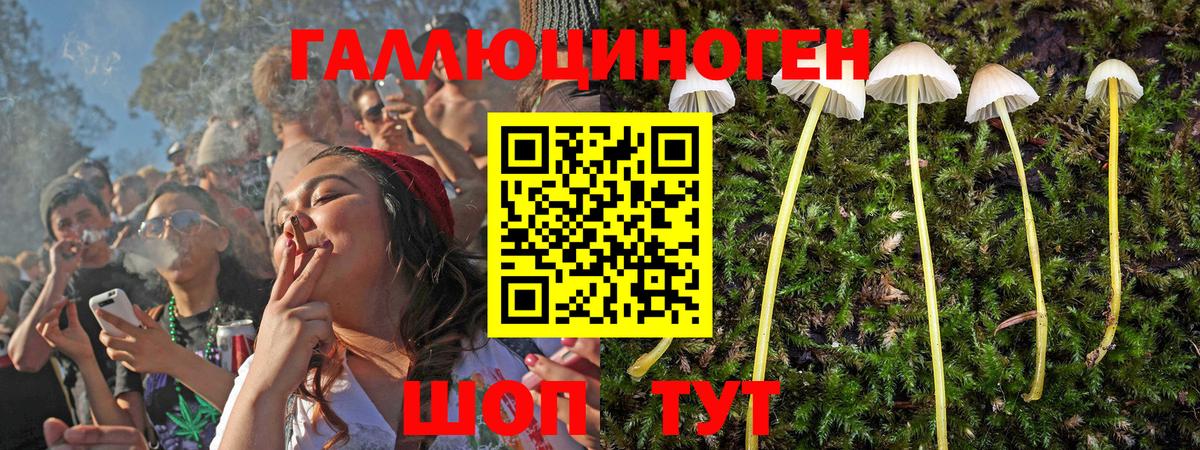 Галлюциногенные грибы Psilocybine cubensis  Вход с VPN  Гусь-Хрустальный 